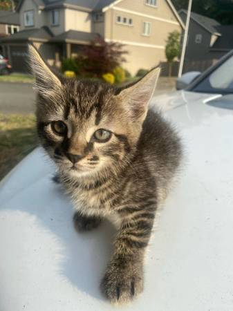 Two months old kitten63853558288643120