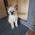 Sealpoint siamese kitten 3 thumbnail