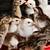 Guinea Keets (chicks) 1 thumbnail