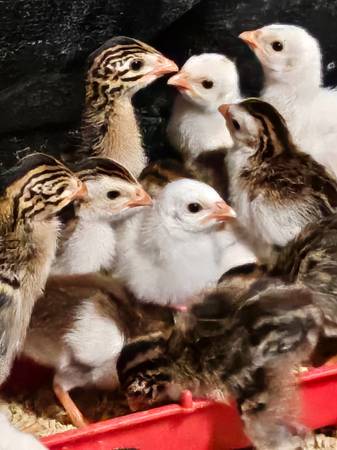 Guinea Keets (chicks) 1