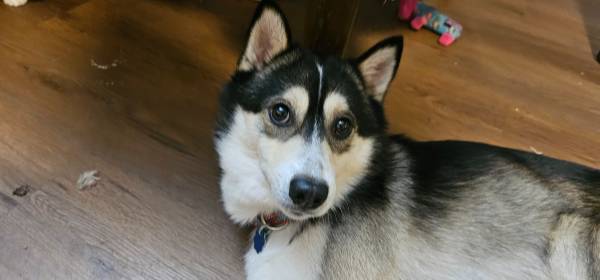 Pomsky63945280219010120