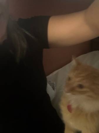 Orange Tabby 2 years old (Rapid City)63840149678209120