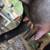 ADGA Reg Nigerian Dwarf yearling milker 4 thumbnail
