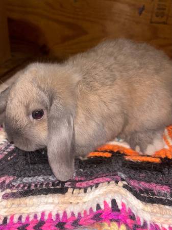 Adorable Holland lop pet rabbits63839343697409120