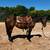 Bay mare 1 thumbnail