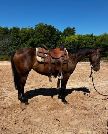 Bay mare 1