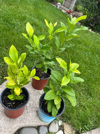 Lemon Trees 1