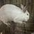 Rabbits 4 thumbnail