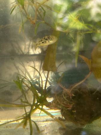Rehoming Freshwater Dwarf Puffer fish (Kent)63862434888067123