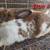 RABBITS!!!!!!!! 6 thumbnail