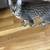 2 kittens 5 thumbnail