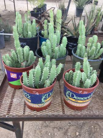 2 GALLON MORROCAN MOUND 1