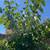 Fresh Pakistan mulberry cuttings 1 thumbnail