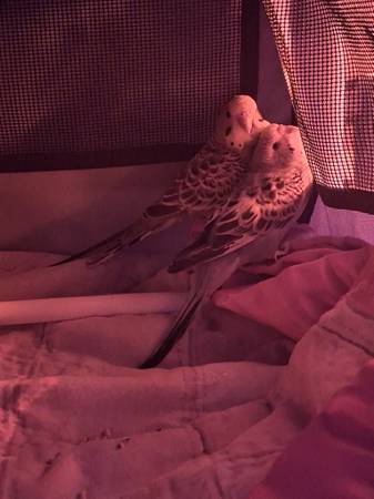 2 parakeets (North Bend Ne)63886911169793123