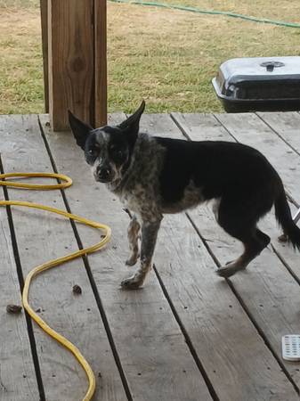 Free pup 1