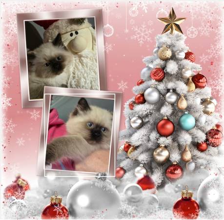 Himalayan Persian kitten 1