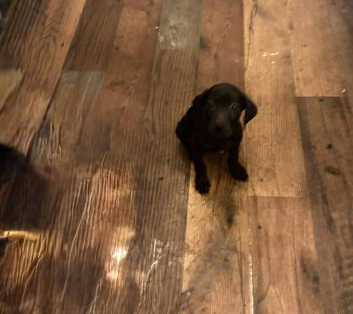 Carmello está buscando amor (Dobbie) (Media Pa)63966859599874122