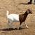 Dapple Boer goats 2 thumbnail