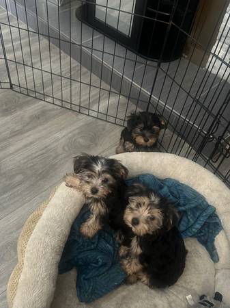 Yorkies63860185558403121