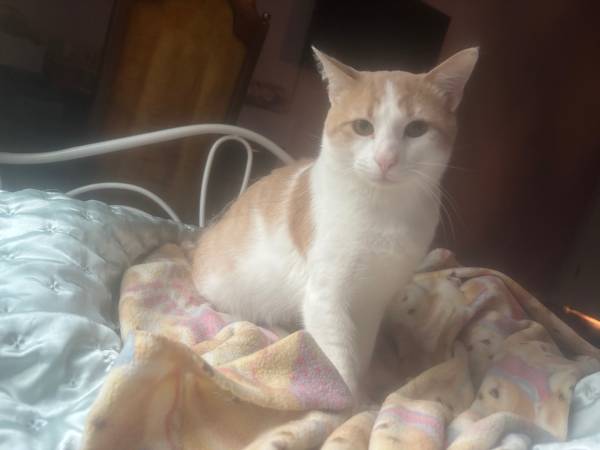 Gato naranja y blanco dulce (Johnson City)63875645842179122