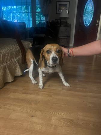 FOUND BEAGLE 9/28/2025 - LOOKING FOR OWNER (Bowie Laurel Road MD)63897786448258121