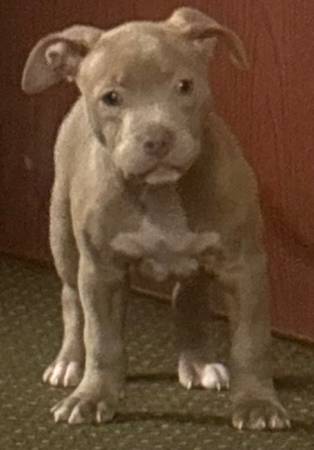 3 mnth old rednose/bully 1