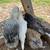 Pullets layers hens 2 thumbnail