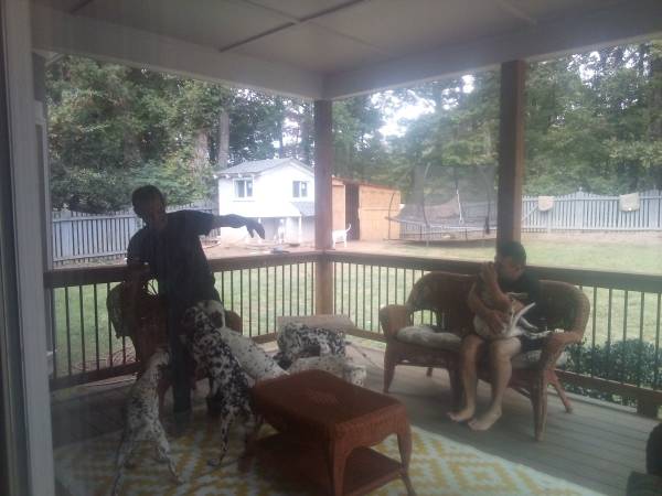 Sweet dalmatian puppies need a home! (Jonesboro)63987243865474121