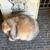 Holland lop baby bunnies 8 thumbnail