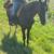 Gaited mare june bug 8 thumbnail