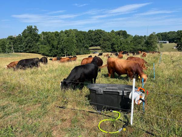 Local Grass-Fed - Pasture Raised Beef 1
