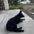 Black Female German Shepherd 1 thumbnail