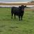Registered Angus Bull 3 thumbnail