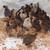 Guinea Keets 4 thumbnail