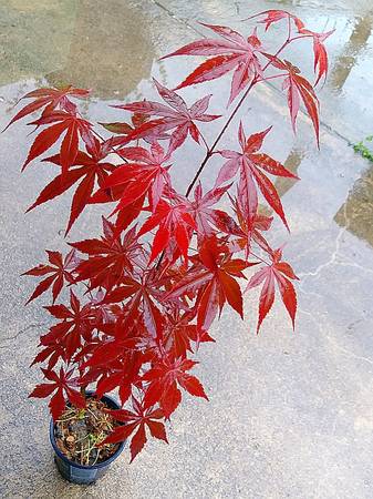 Japanese Maple Trees 1