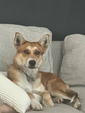Rehoming free 1 year old dog (Sinclair)63931174443266122