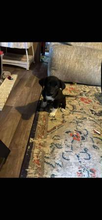 Shepherd puppies (Mason/Sharonville)63967977046658121