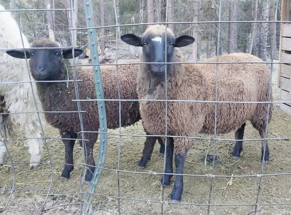 Lambs 1