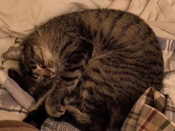 found cat, MUST GO!! 1