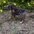 Chiweenies 3 thumbnail