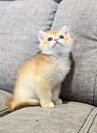 British shorthair boy (Federal Way)63684471378307121