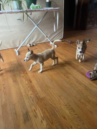 Needing furever homes (Johnson City)63996886307203121