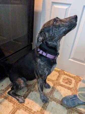 Shepherd pitbull mix (Phoenix)63905906498179124