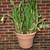 Vintage Cactus 30" Tall 3 thumbnail