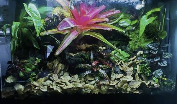 Bioactive Tropical Vivarium / Terrarium – $500 or best offer 1