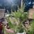 Aleppo Pine Tree 1 thumbnail