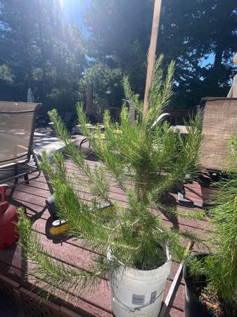 Aleppo Pine Tree 1