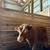 Half highland bull 1 thumbnail