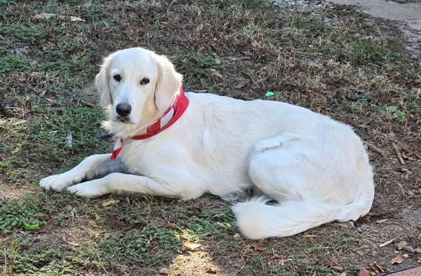 Rehoming Golden Retriever (Mineola)64037622341634120