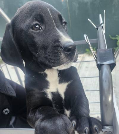 cruce de pitbull lab de 3 meses (Bronx)63619661210497122